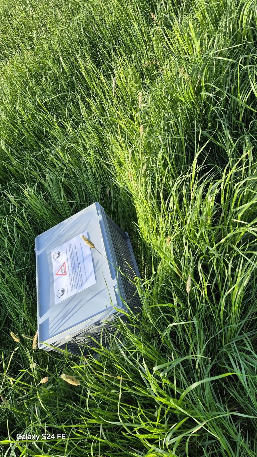 Transportbox im hohen Gras