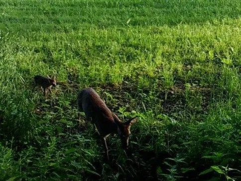 Ricke mit Kitz auf einer Wiese