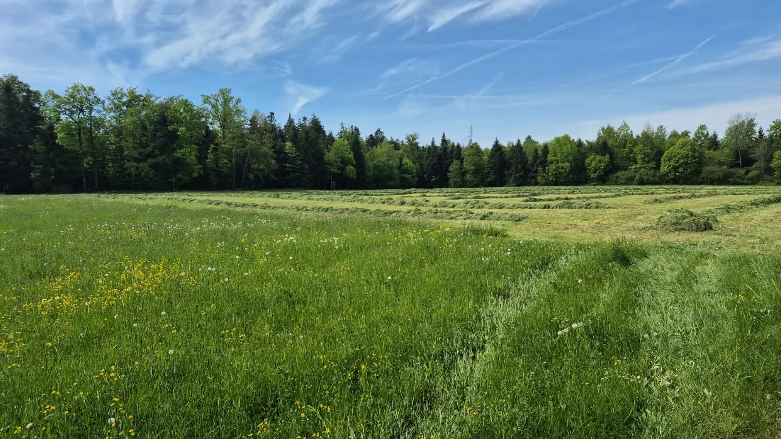 Wiese vor der Mahd